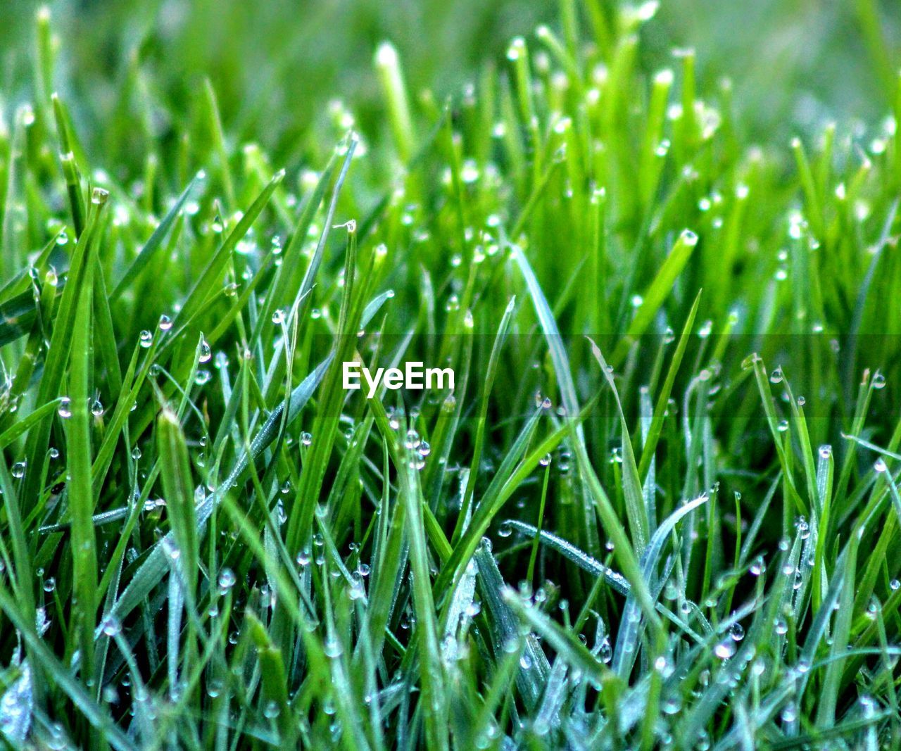 Close-up of grass growing on field