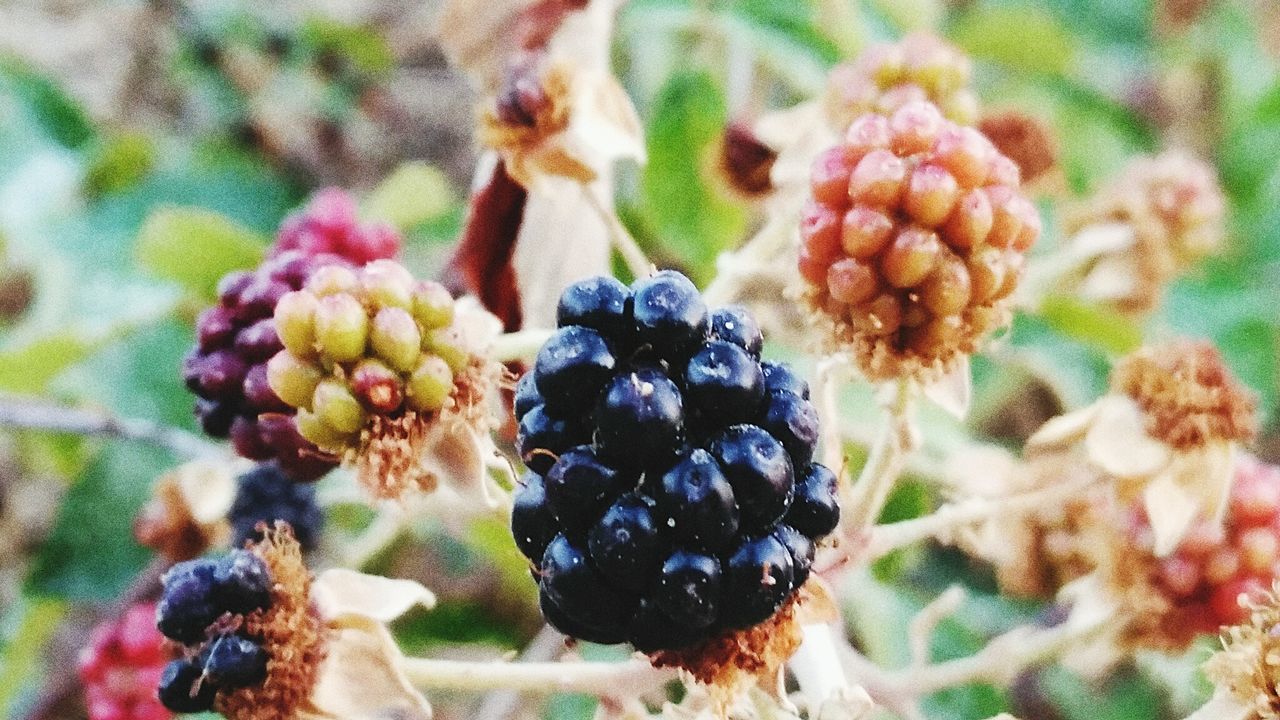 Close-up of flowers