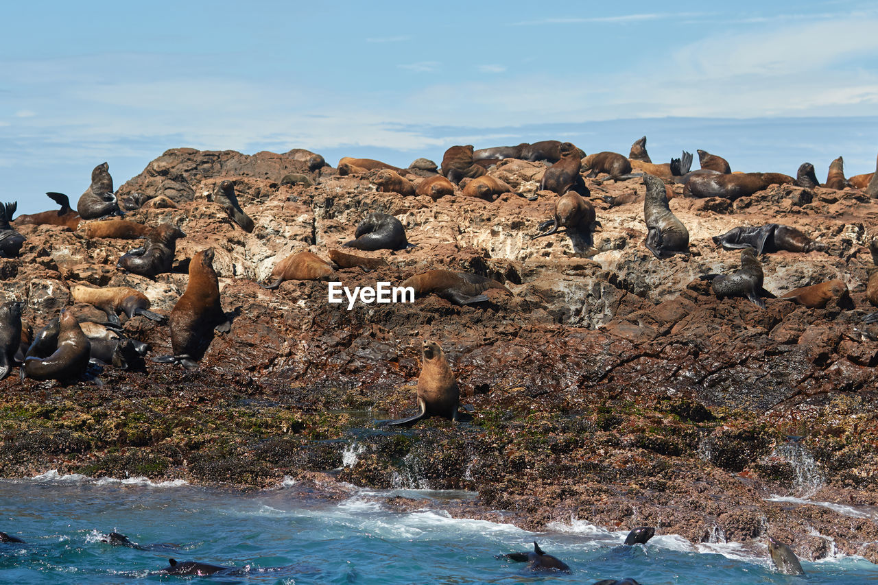 Cape fur seals at bird island in the algoa bay