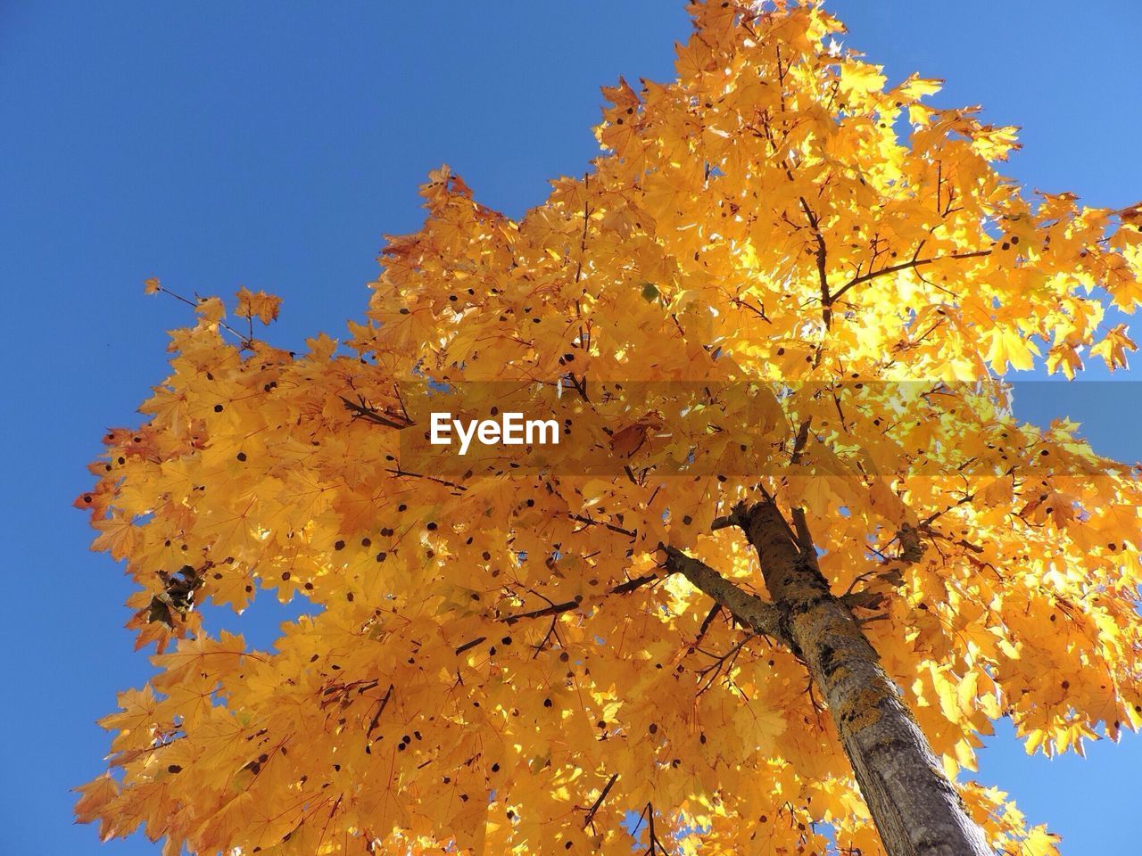 Low angle view of tree against sky during autumn