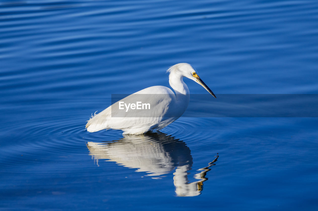 animal themes, animal, animal wildlife, bird, wildlife, water, one animal, beak, no people, lake, wing, nature, reflection, white, blue, day, water bird, outdoors, beauty in nature, rippled, side view