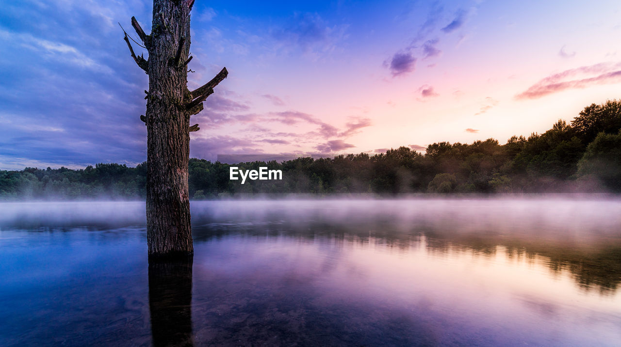 Tree by lake against sky during sunset