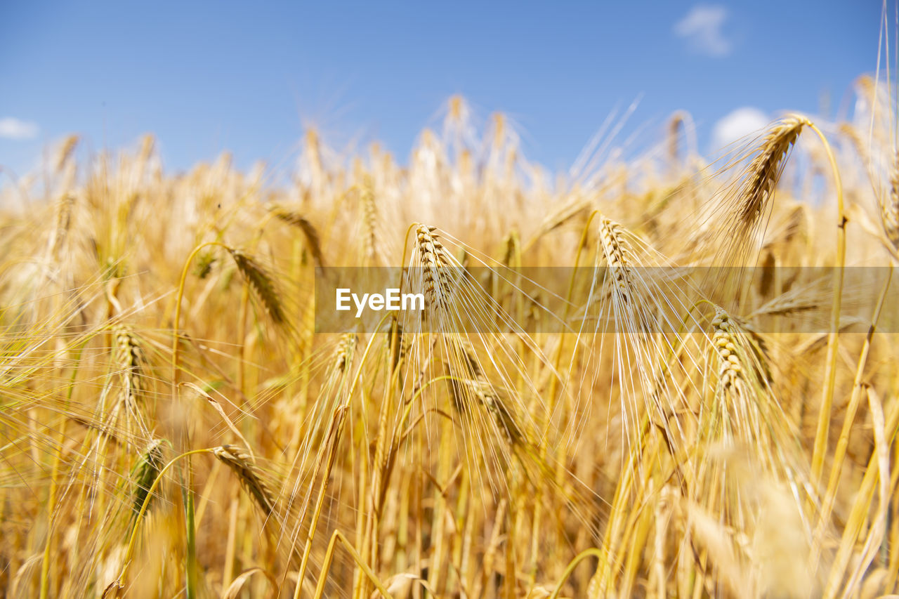 crop, agriculture, cereal plant, rural scene, landscape, food, field, plant, land, sky, growth, farm, nature, wheat, food grain, summer, barley, environment, food and drink, no people, corn, beauty in nature, gold, harvesting, close-up, blue, rye, ripe, scenics - nature, outdoors, day, cloud, yellow, sunlight, emmer, cultivated, tranquility, triticale, plant stem