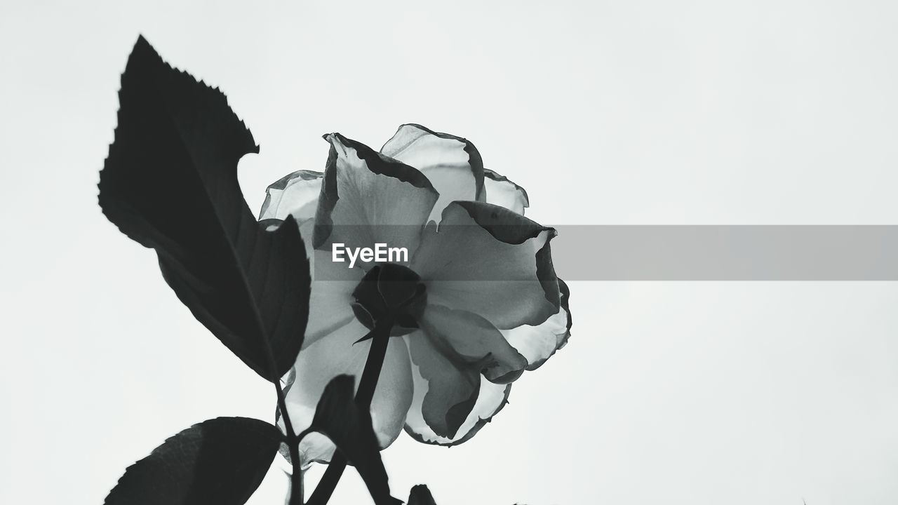 CLOSE-UP OF LEAVES AGAINST WHITE BACKGROUND