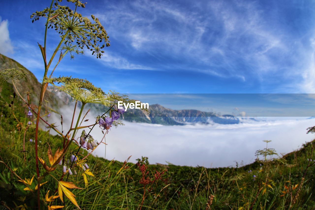 Scenic view of grassy field against sky