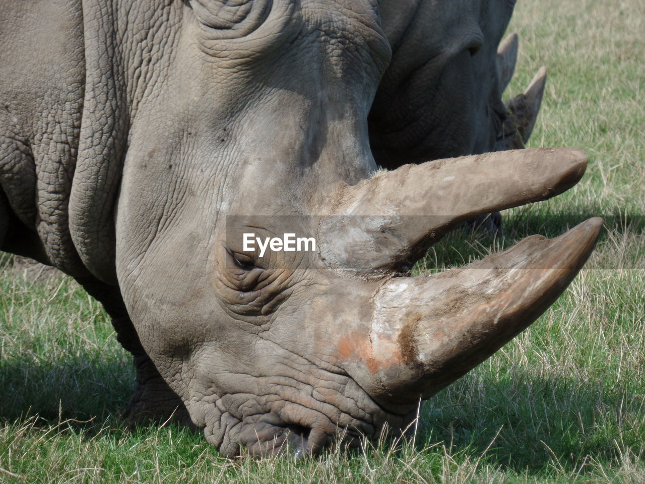 Rhinoceros on grassy field