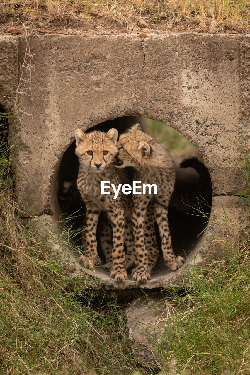 Young cheetahs inside concrete pipe
