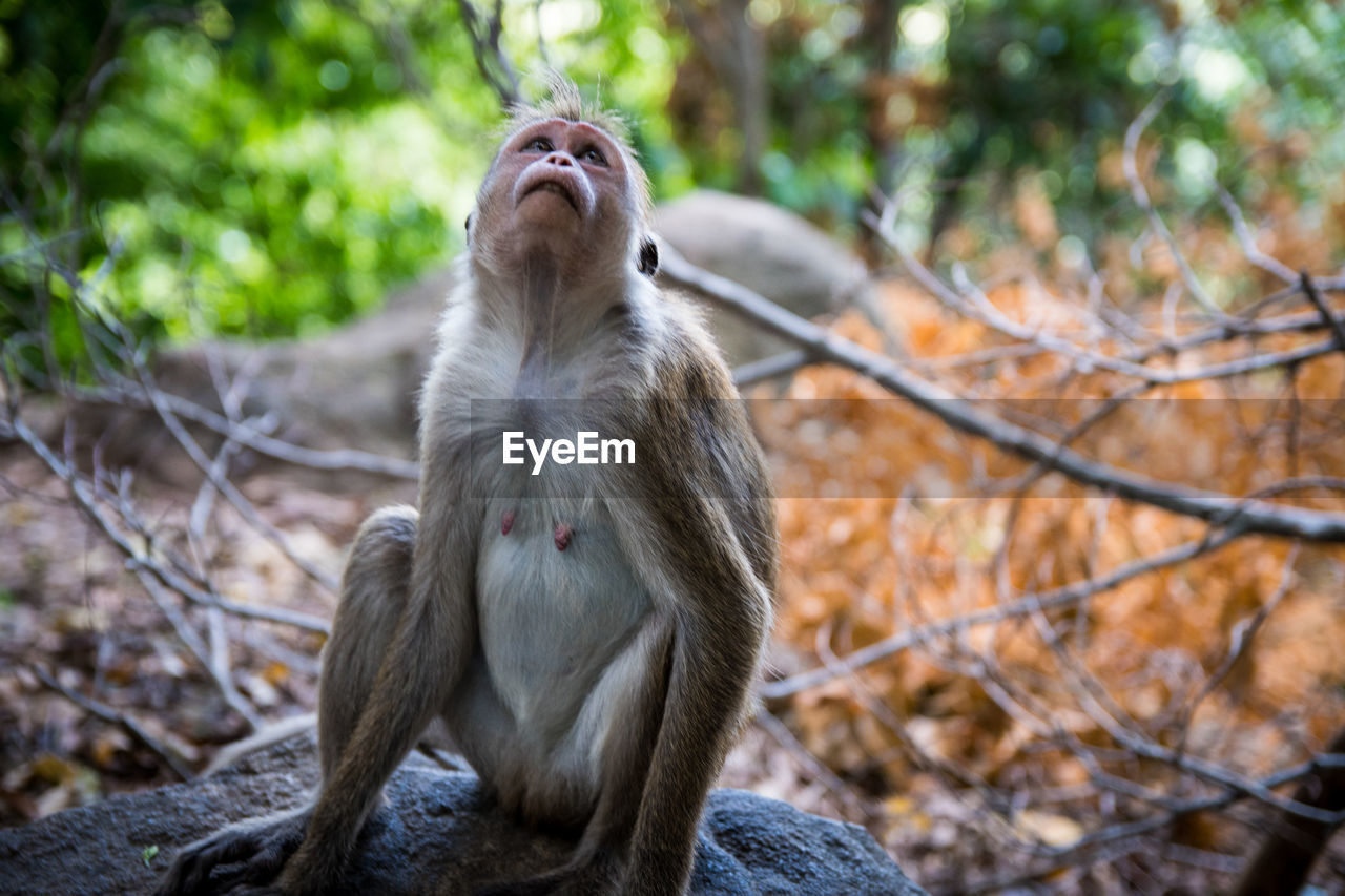 Monkey sitting on rock in forest