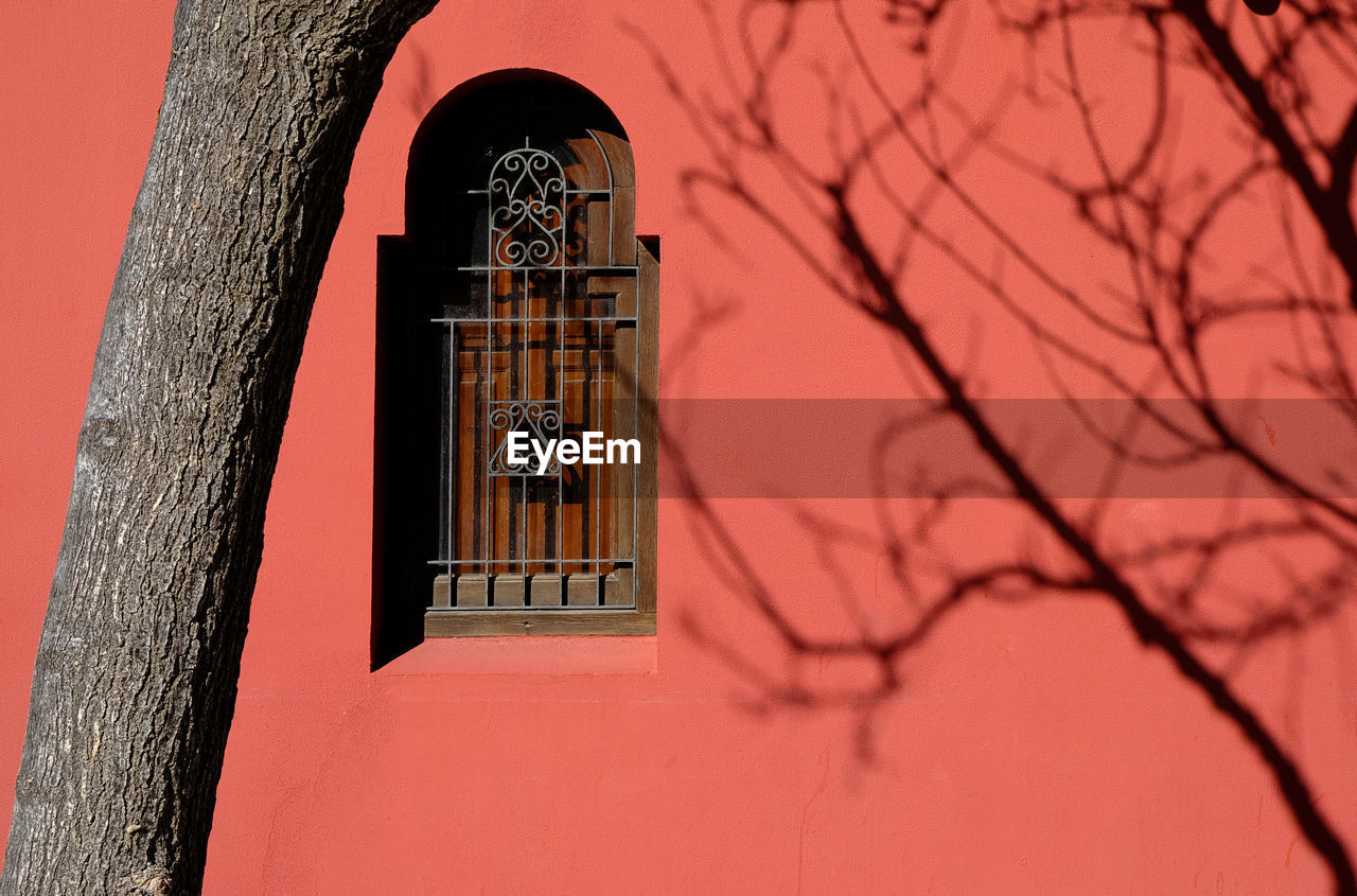 Tree by window of building