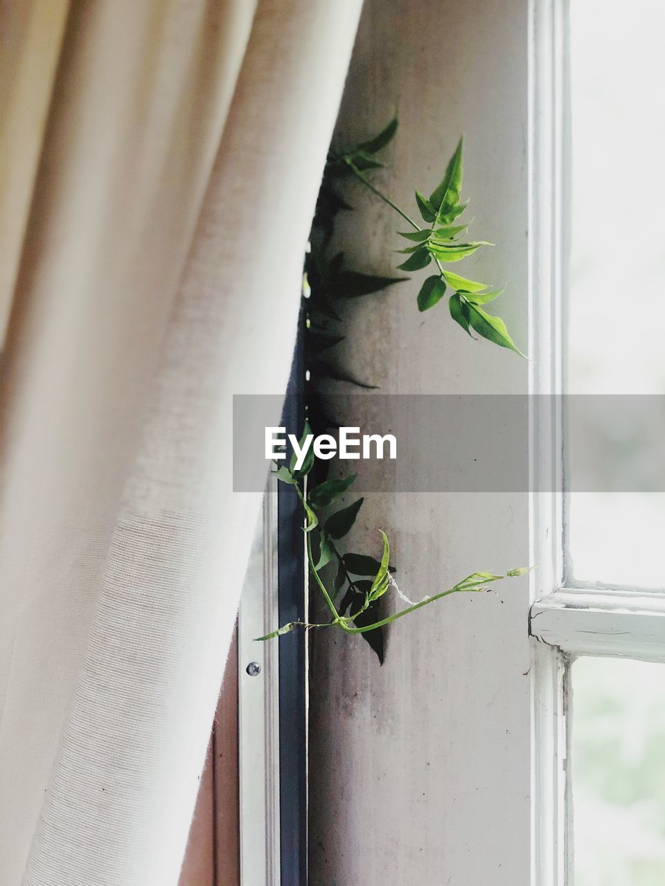 Close-up of a vine through a door