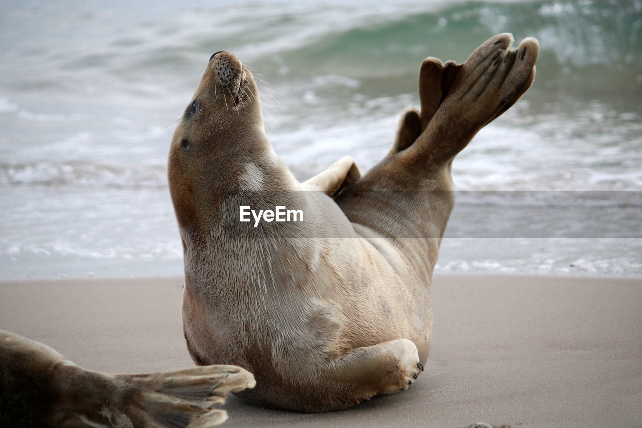 Seal relaxing on beach