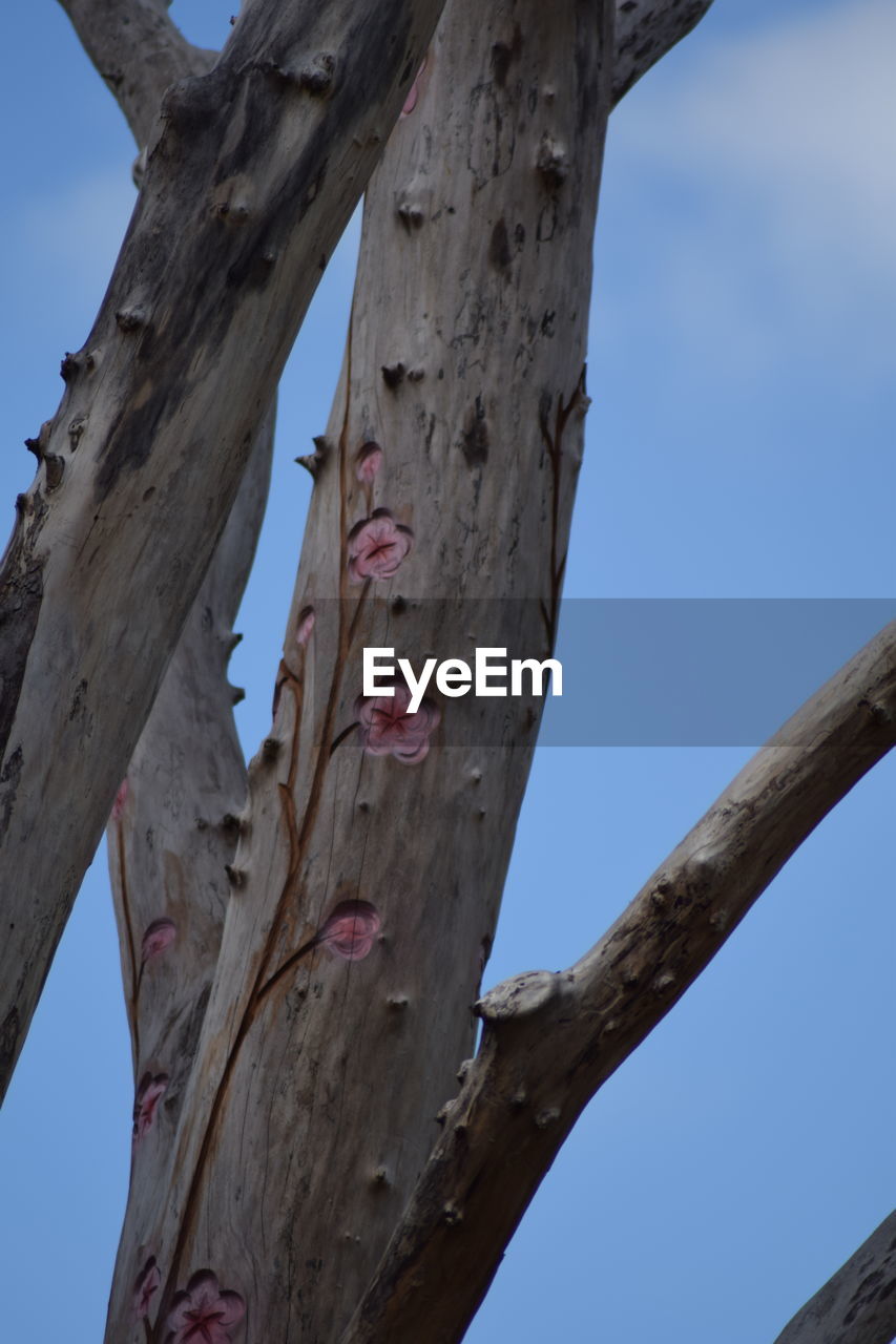 LOW ANGLE VIEW OF TREE TRUNK