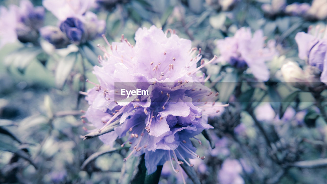 CLOSE-UP OF PURPLE FLOWERS BLOOMING OUTDOORS