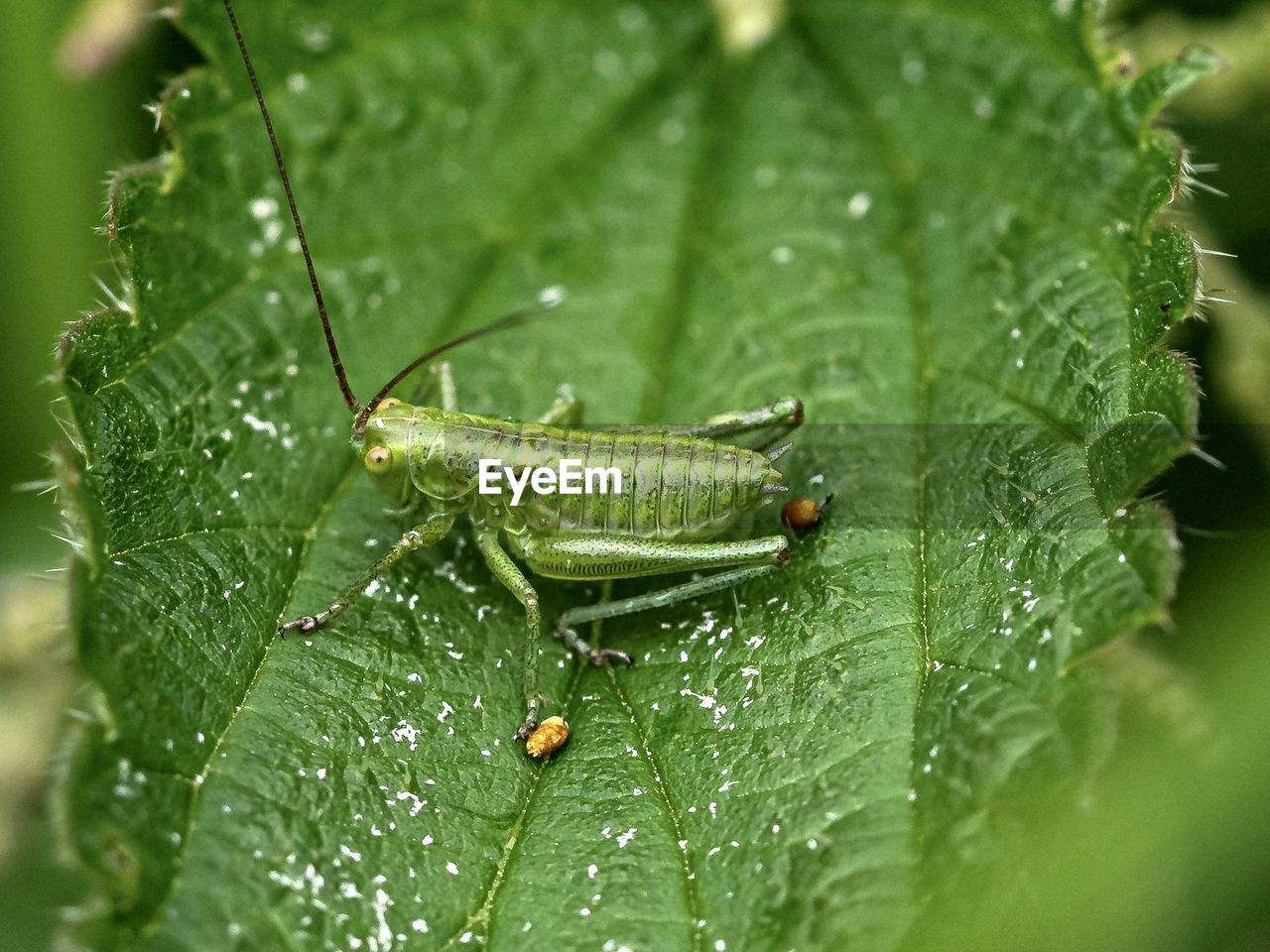 CLOSE-UP OF INSECT ON WET PLANT