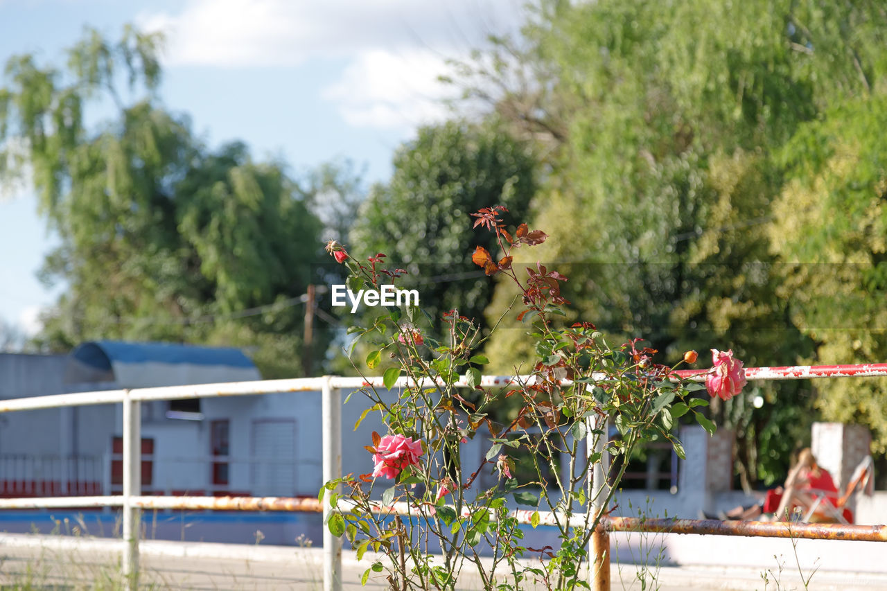 plant, nature, tree, day, flower, outdoors, growth, sky, no people, focus on foreground, flowering plant, architecture, sunlight, cloud, railing