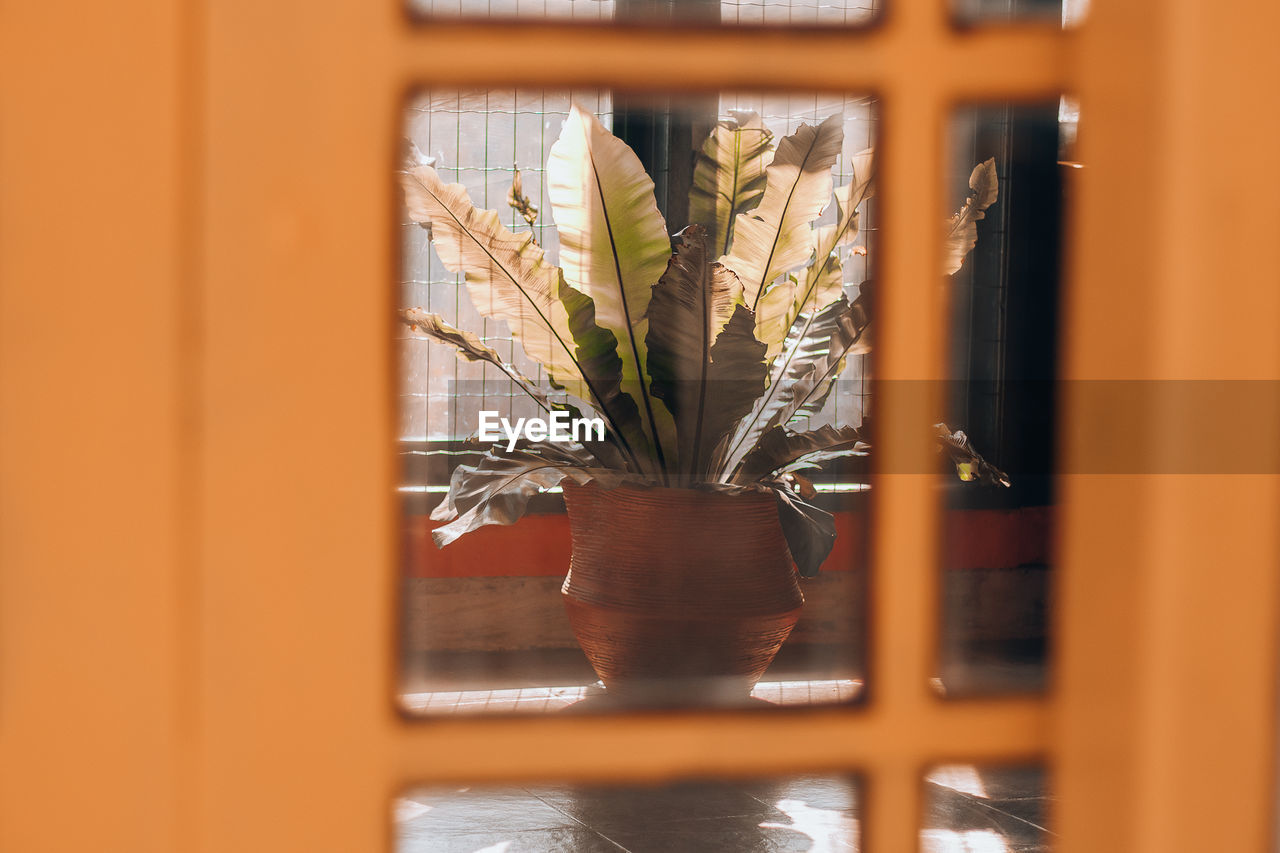 CLOSE-UP OF POTTED PLANT ON WINDOW SILL