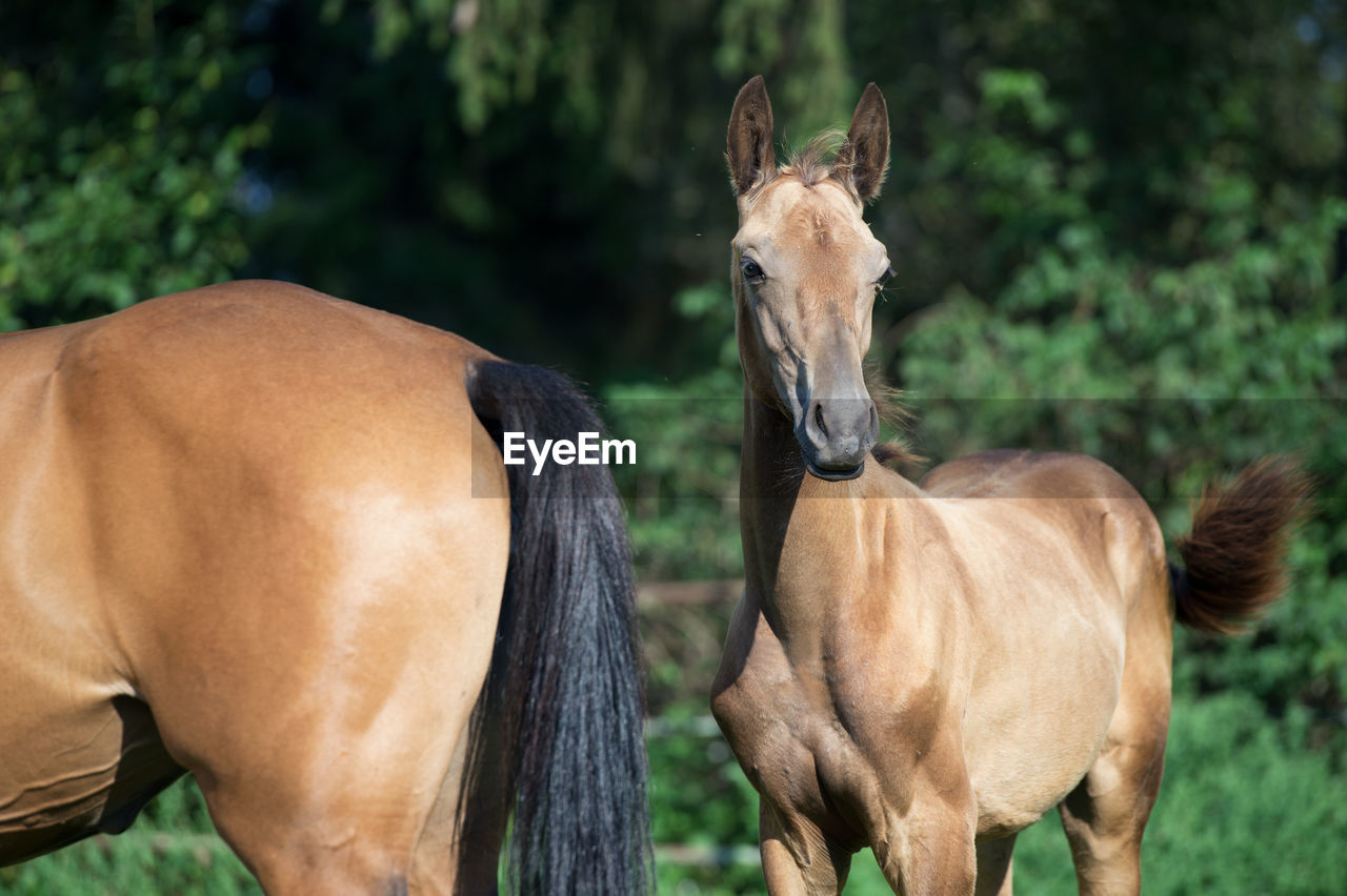 TWO HORSES ON FIELD