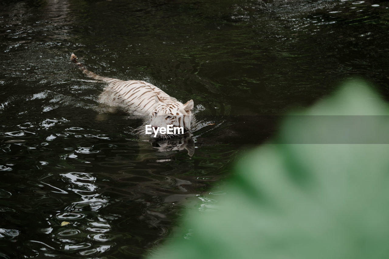 HIGH ANGLE VIEW OF A CAT DRINKING WATER