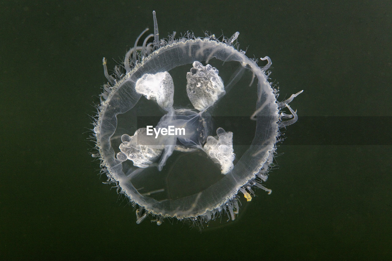 Craspedacusta sowerbii, a freshwater jellyfish from soderica lake, croatia