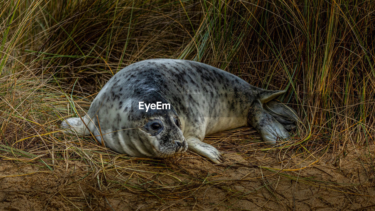 VIEW OF AN ANIMAL SLEEPING