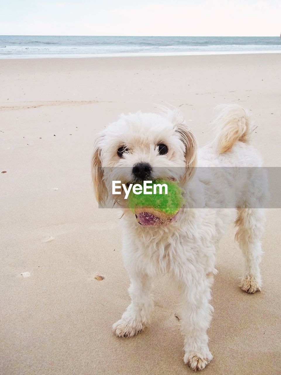 PORTRAIT OF DOG ON BEACH