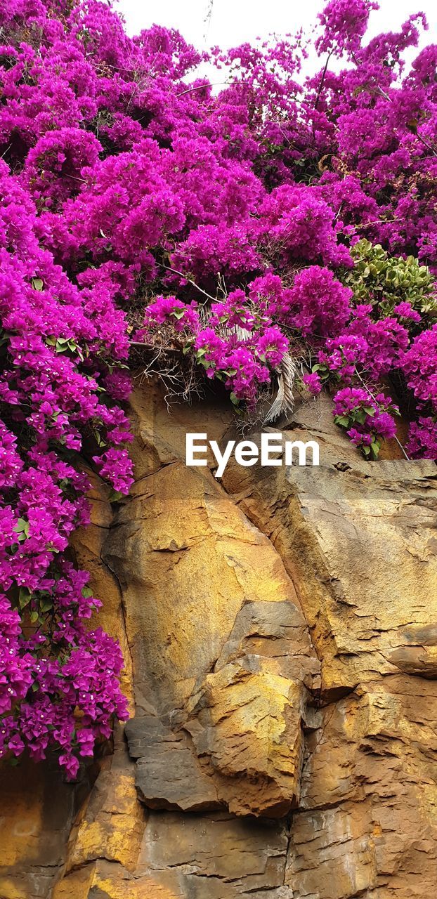 LOW ANGLE VIEW OF PINK FLOWERING PLANTS BY ROCK