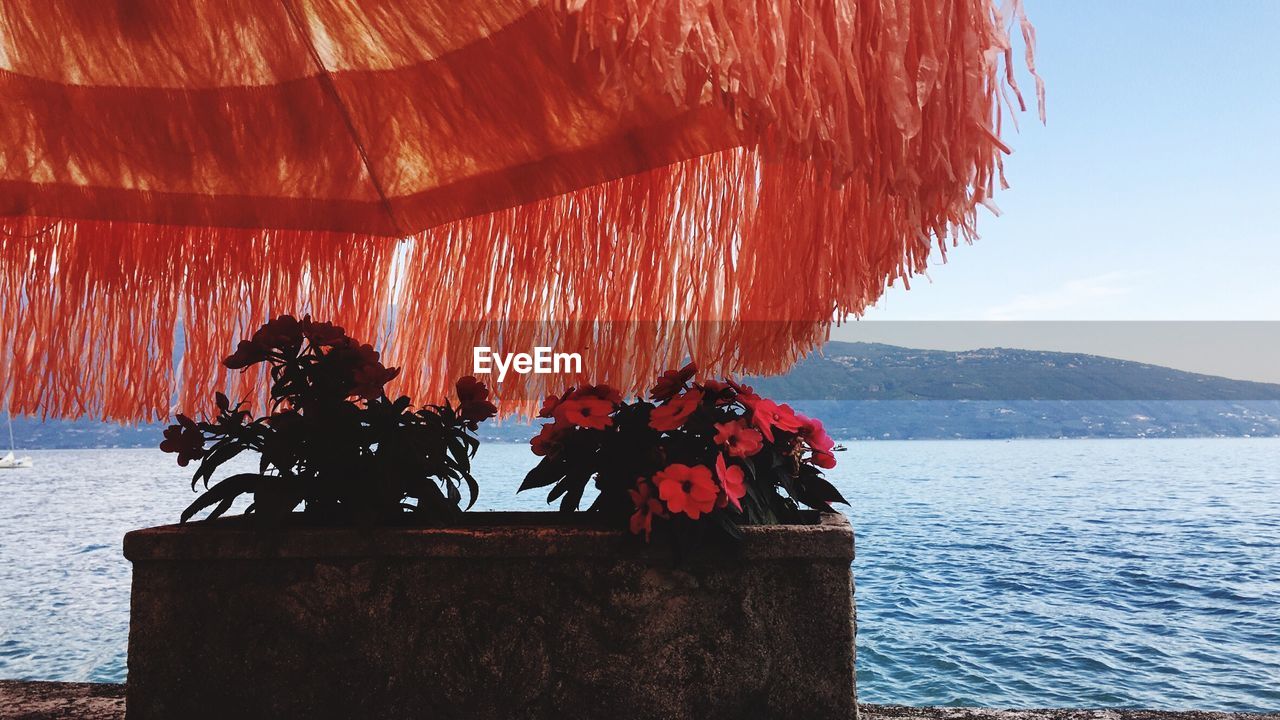 Plants growing in front of sea against mountains