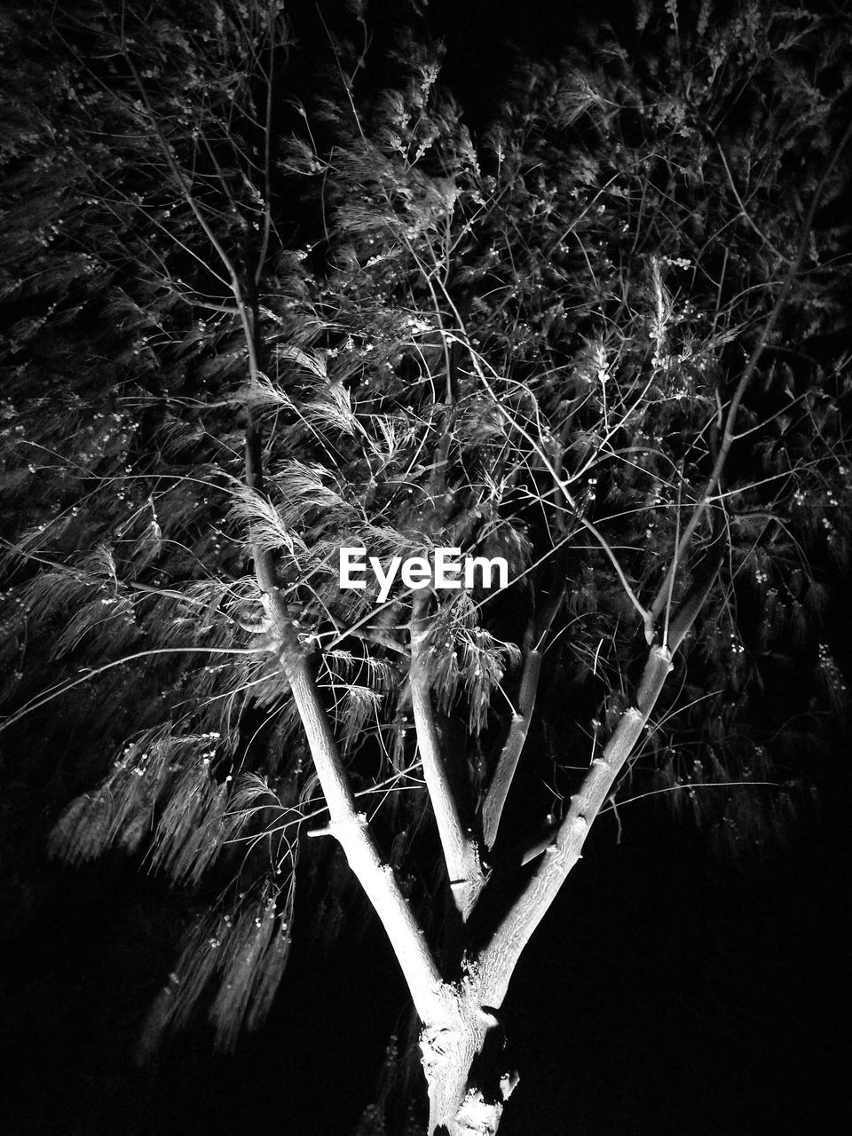 CLOSE UP OF TREE