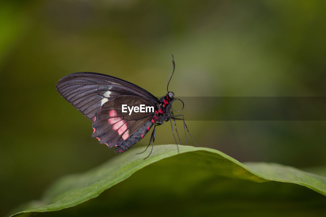 BUTTERFLY ON LEAF