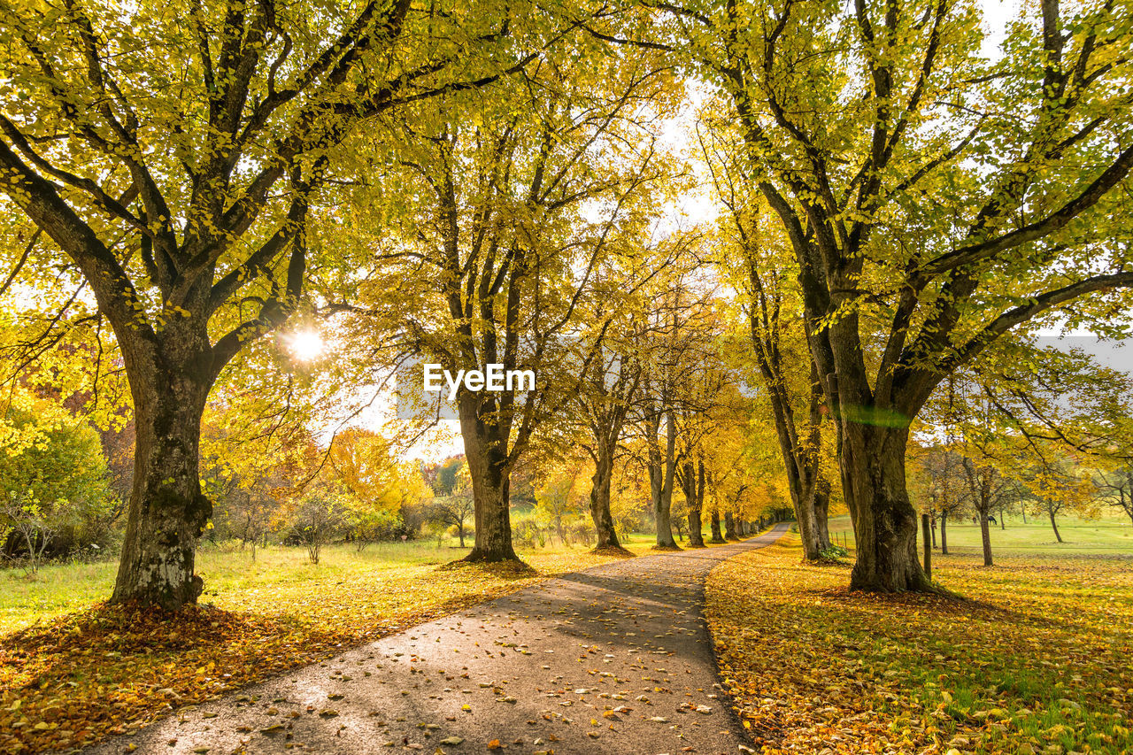 VIEW OF TREES IN PARK