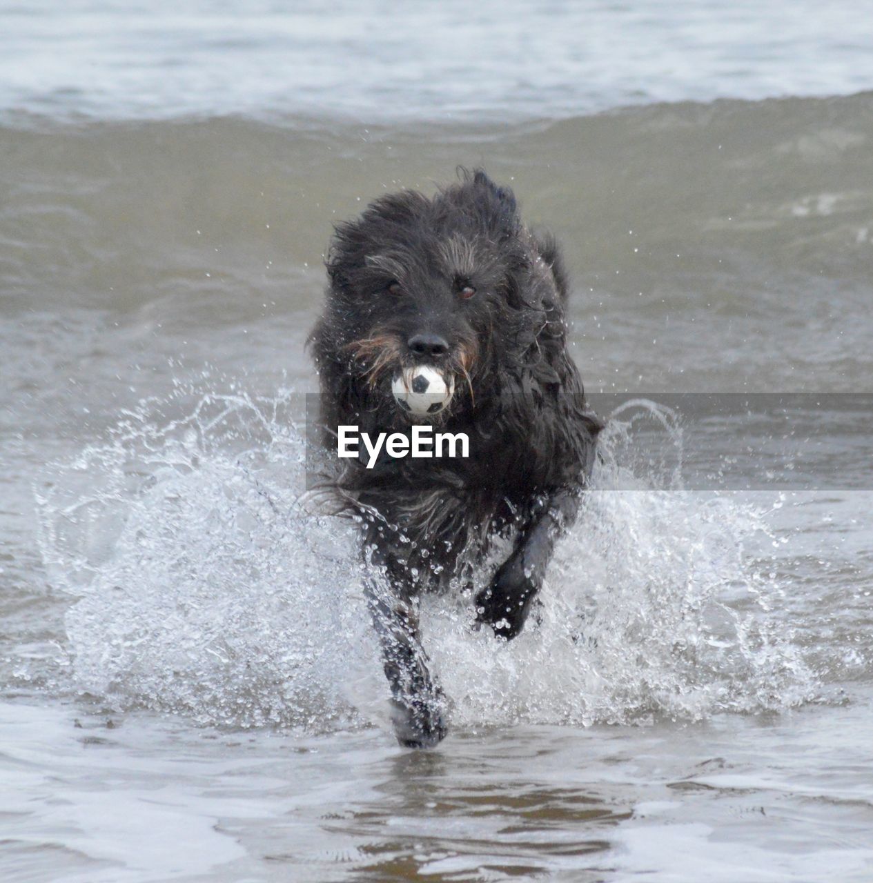 Dog carrying ball in mouth at shore
