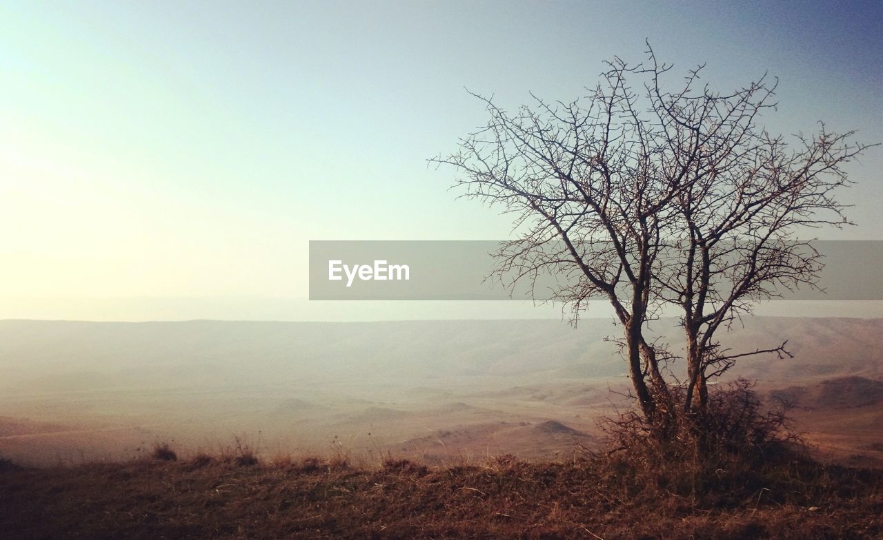 Tree on landscape against clear sky