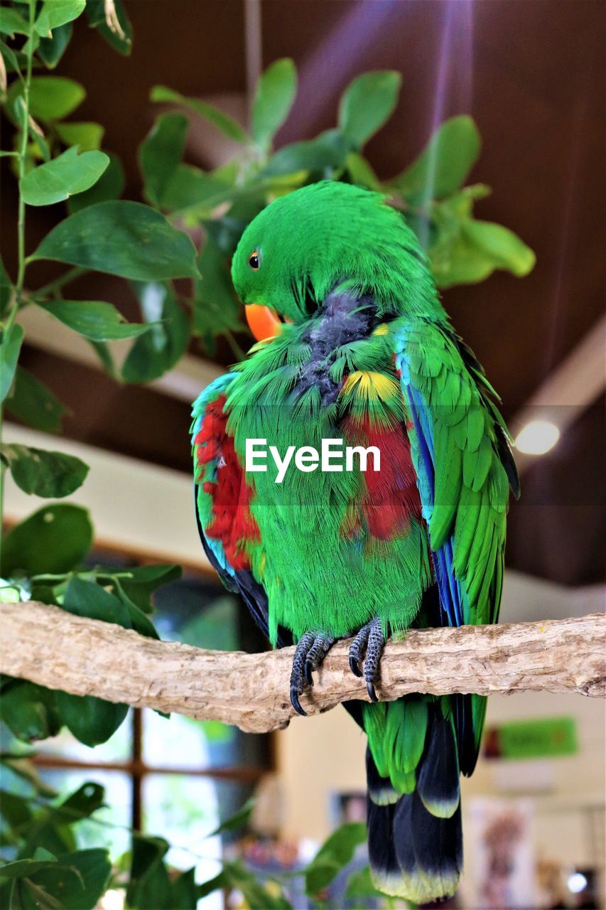 CLOSE-UP OF PARROT PERCHING ON LEAF OUTDOORS