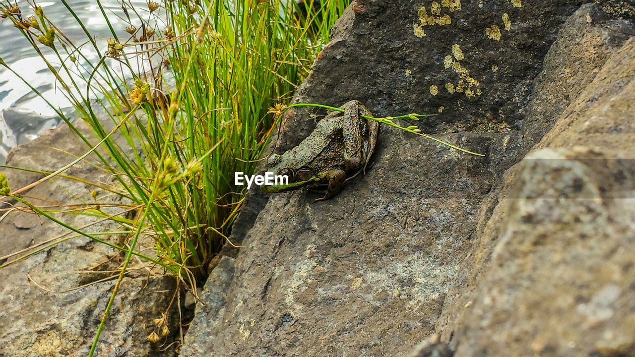 Close-up of green frog on rock with plant
