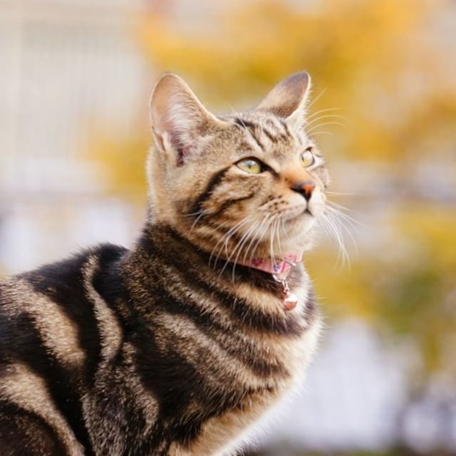 CLOSE-UP OF CAT LOOKING AWAY