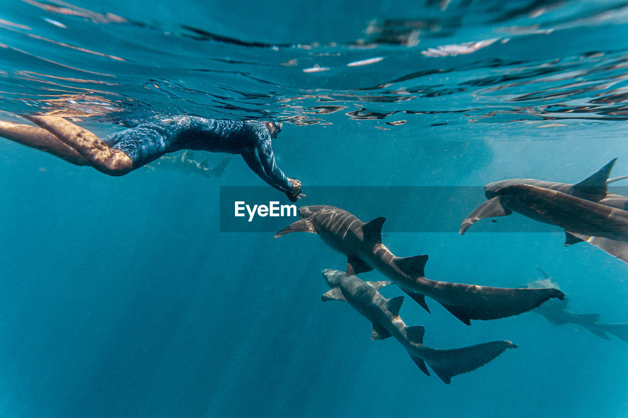 Young man swimming with nurse sharks in sea