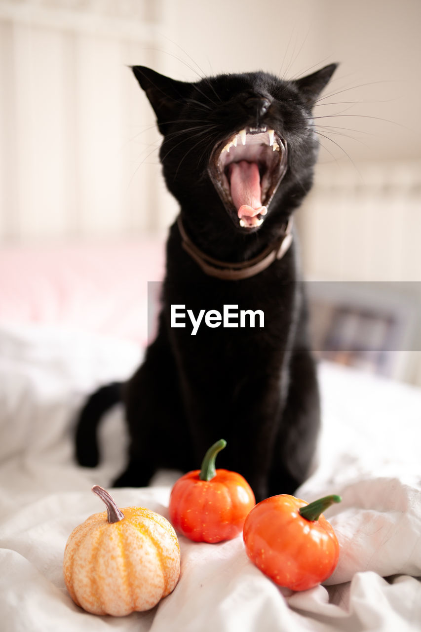 Witch black cat with open mouth showing fangs and pumpkins on the bed. halloween concept