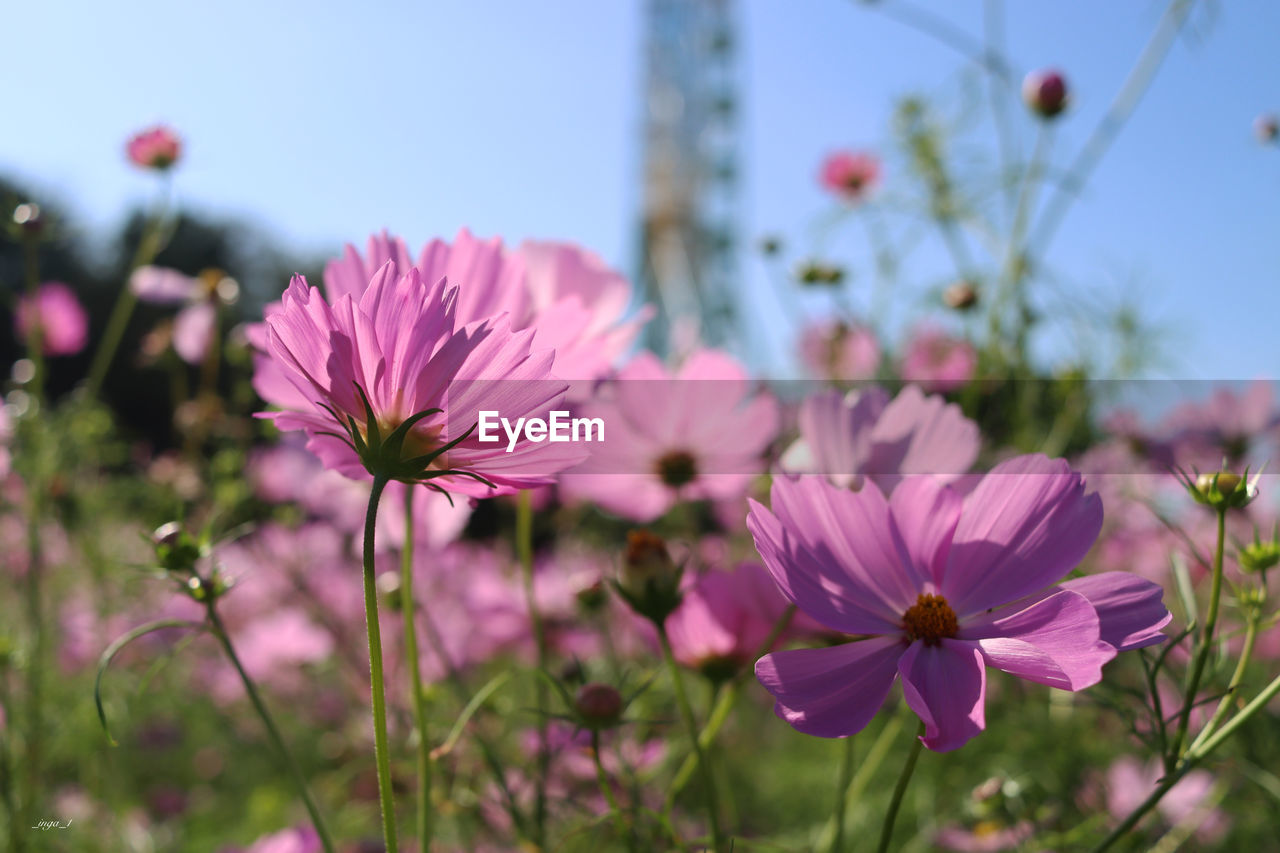 CLOSE-UP OF PINK COSMOS FLOWER AGAINST SKY