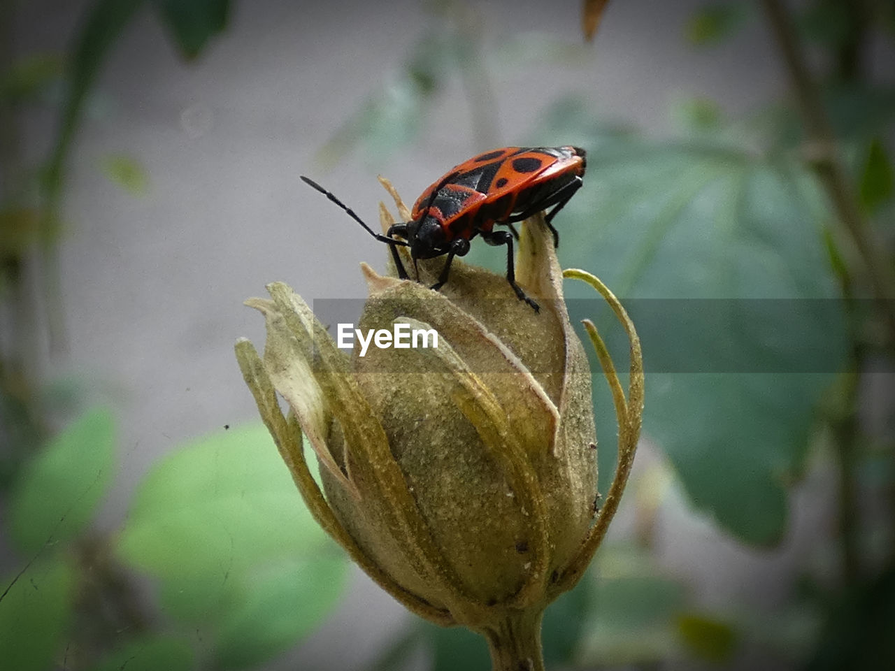 CLOSE-UP OF LADYBUG ON LEAF