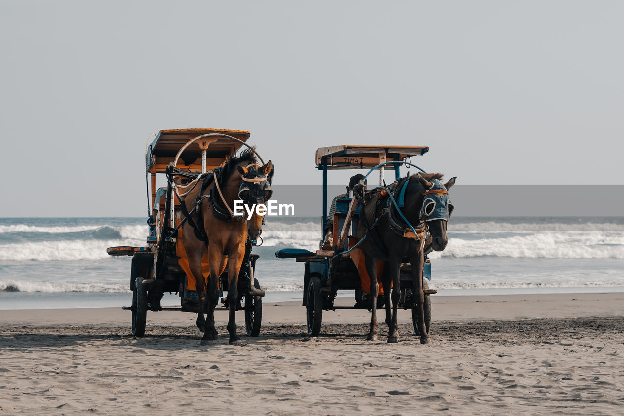 Horse cart on beach against sky