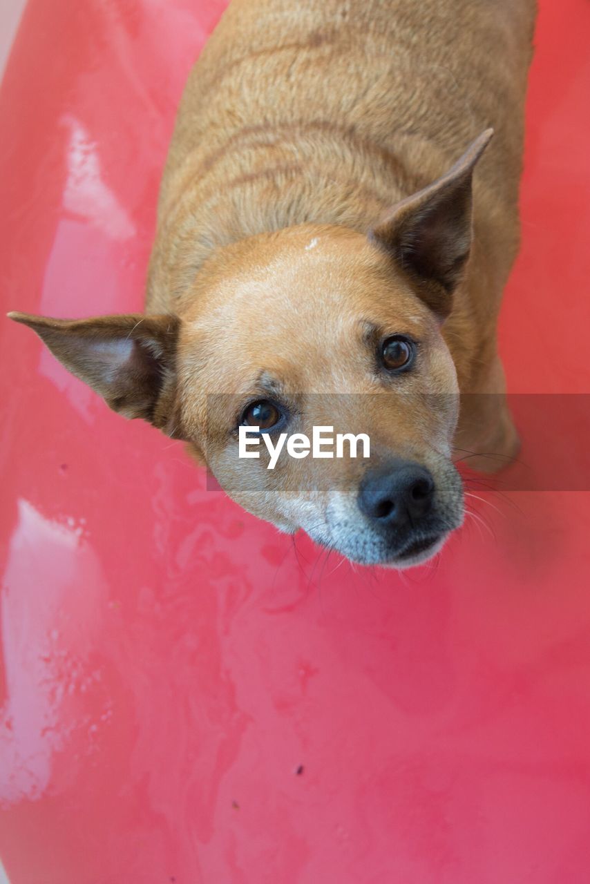 CLOSE-UP PORTRAIT OF DOG WITH RED EYES