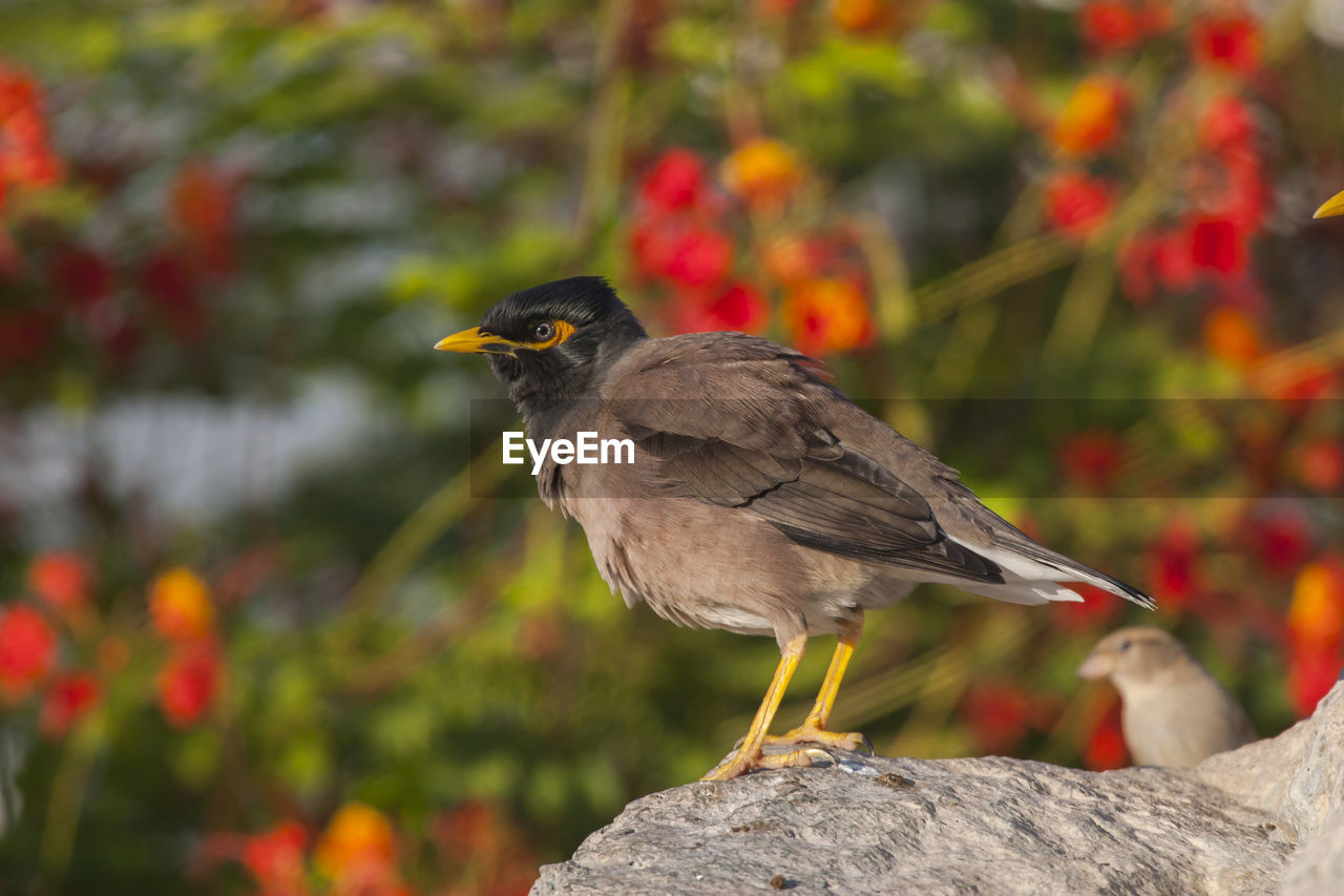 CLOSE-UP OF SPARROW PERCHING ON ROCK