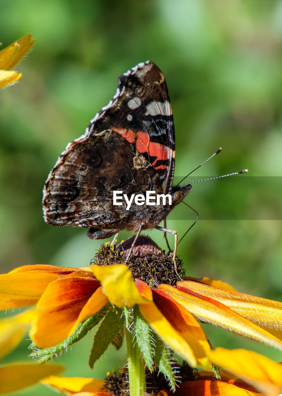 CLOSE-UP OF BUTTERFLY ON PLANT