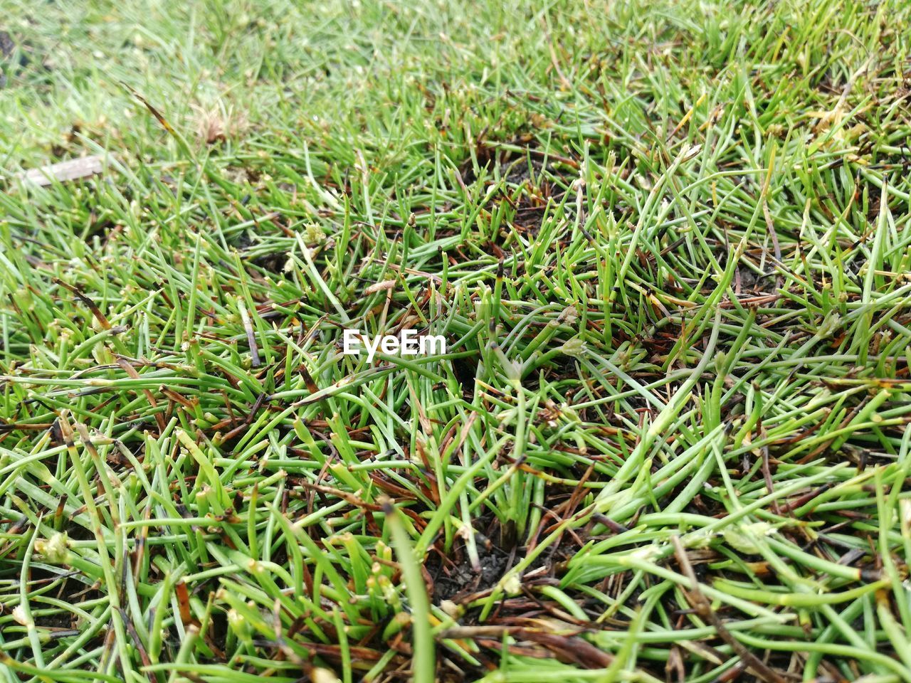 CLOSE-UP OF GRASS IN FIELD