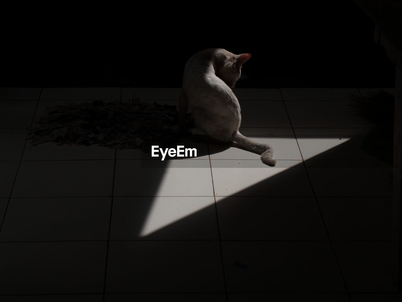 Cat sitting on floor in darkroom