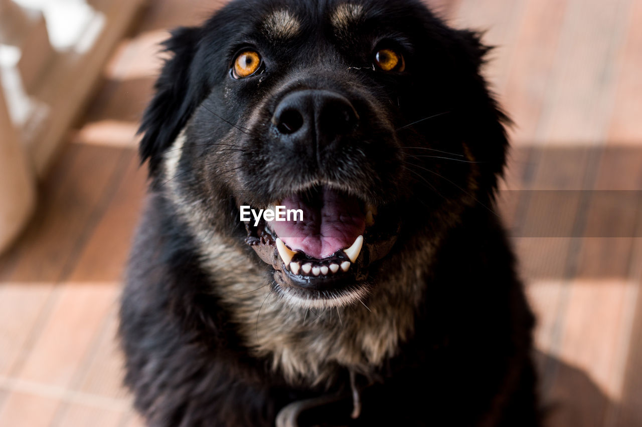 Portrait of black dog