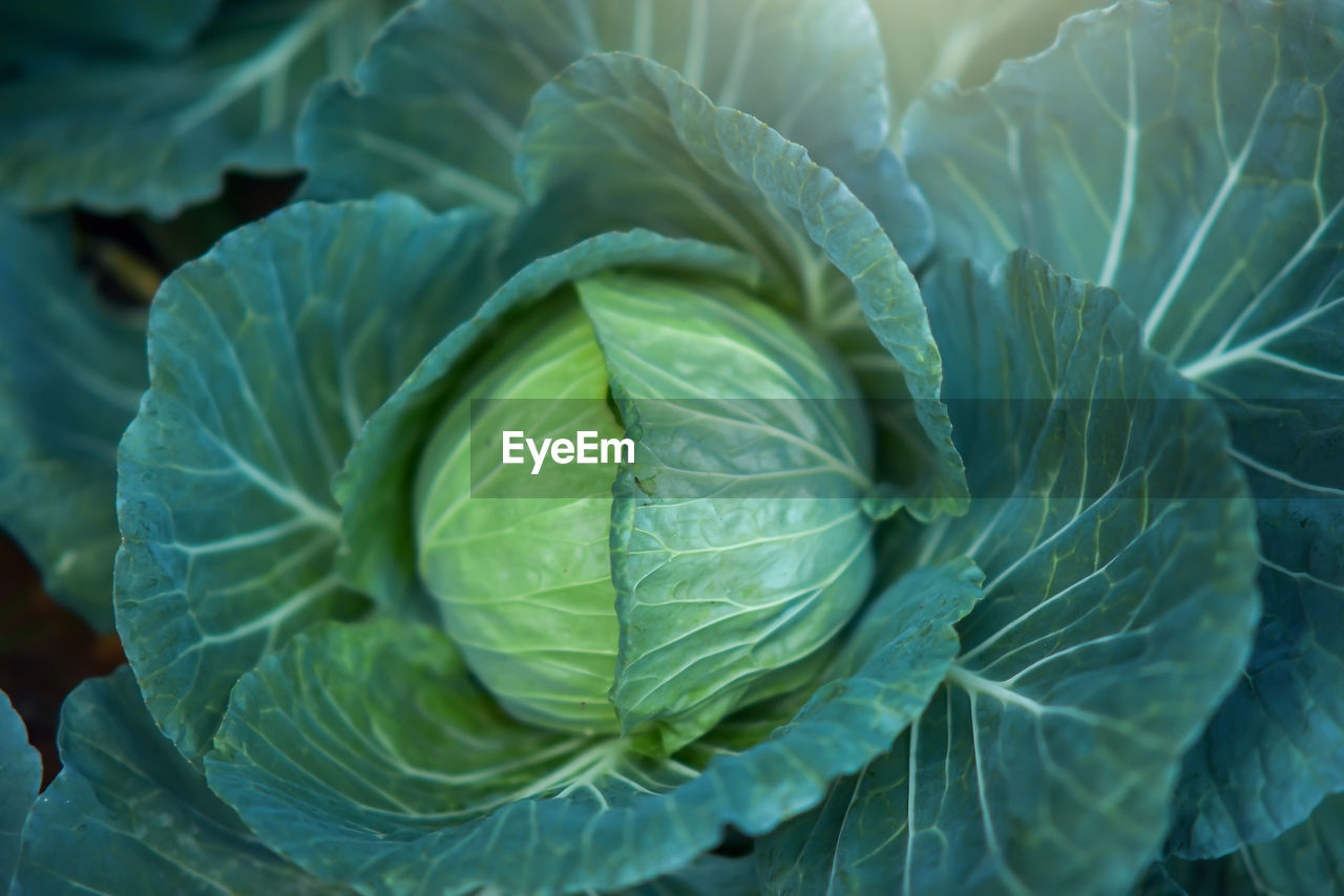 Close-up photo of cabbage in the vegetable garden at sunset