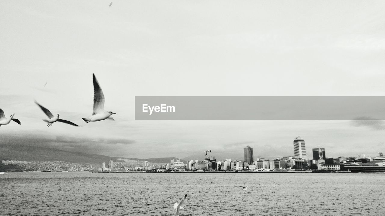 Seagulls flying over river in city