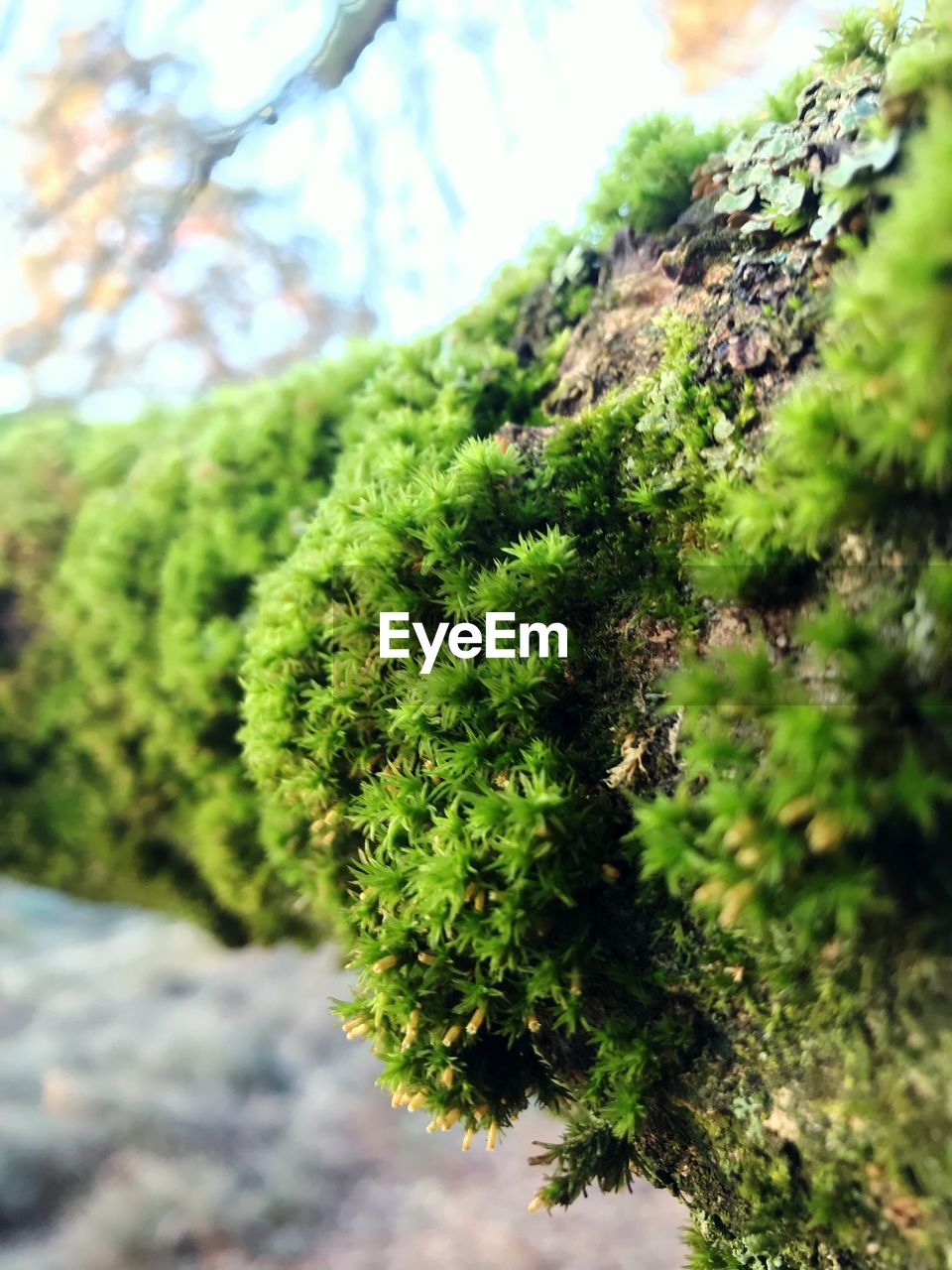 CLOSE-UP OF MOSS ON TREE TRUNK