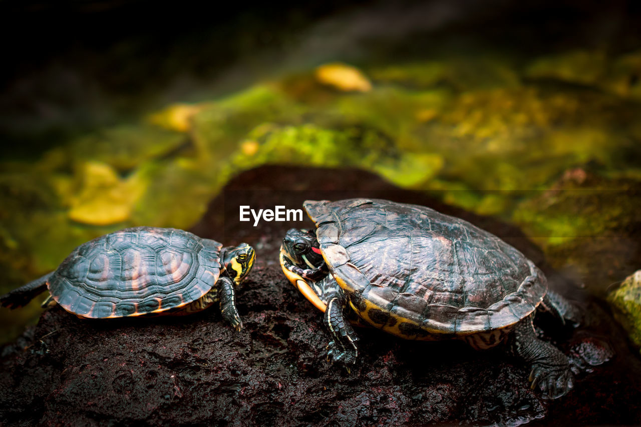 CLOSE-UP OF TORTOISE ON ROCK